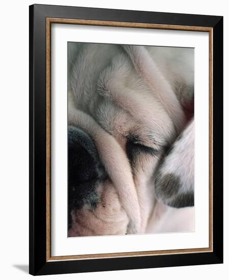 Dog Sleeping-Mitch Diamond-Framed Photographic Print