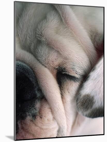 Dog Sleeping-Mitch Diamond-Mounted Photographic Print