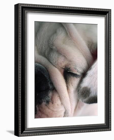 Dog Sleeping-Mitch Diamond-Framed Photographic Print