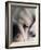 Dog Sleeping-Mitch Diamond-Framed Photographic Print