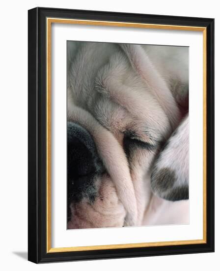 Dog Sleeping-Mitch Diamond-Framed Photographic Print