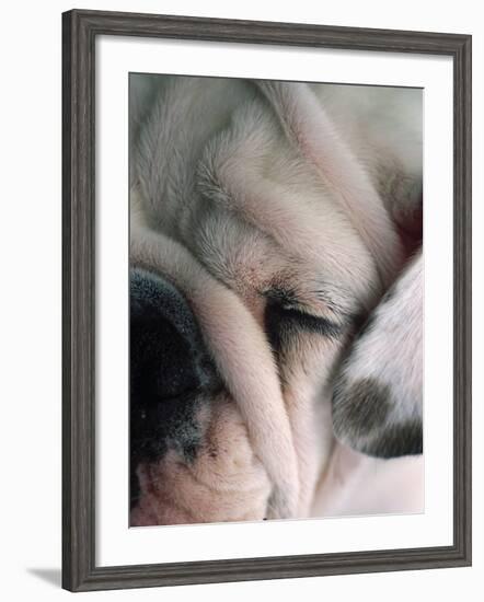 Dog Sleeping-Mitch Diamond-Framed Photographic Print