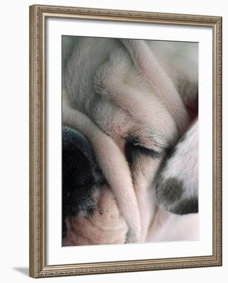Dog Sleeping-Mitch Diamond-Framed Photographic Print