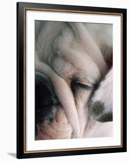 Dog Sleeping-Mitch Diamond-Framed Photographic Print