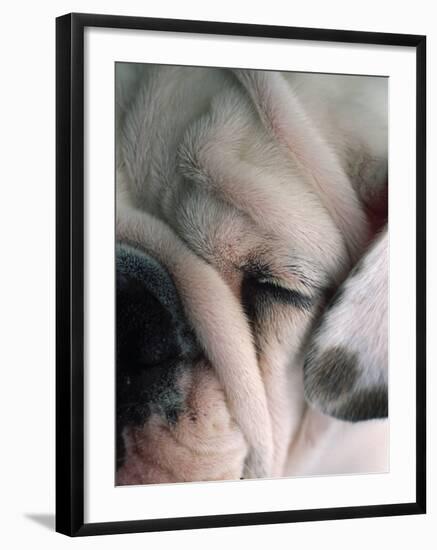 Dog Sleeping-Mitch Diamond-Framed Photographic Print