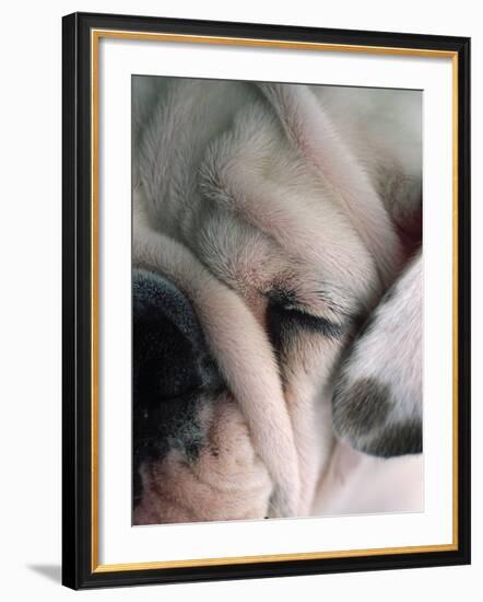 Dog Sleeping-Mitch Diamond-Framed Photographic Print