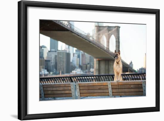 Dog Standing in Front of Brooklyn Bridge and NYC Skyline Horizontal-The Dog Photographer-Framed Photographic Print