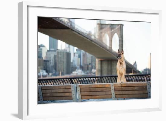 Dog Standing in Front of Brooklyn Bridge and NYC Skyline Horizontal-The Dog Photographer-Framed Photographic Print