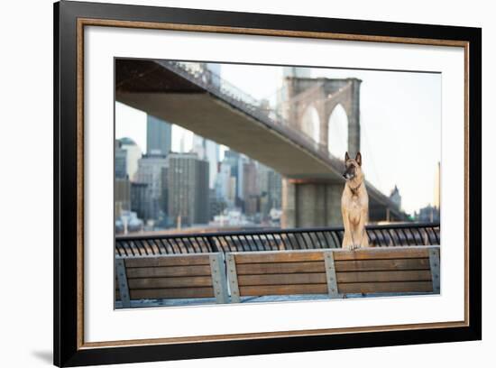Dog Standing in Front of Brooklyn Bridge and NYC Skyline Horizontal-The Dog Photographer-Framed Photographic Print