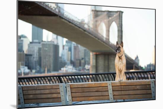 Dog Standing in Front of Brooklyn Bridge and NYC Skyline Horizontal-The Dog Photographer-Mounted Photographic Print