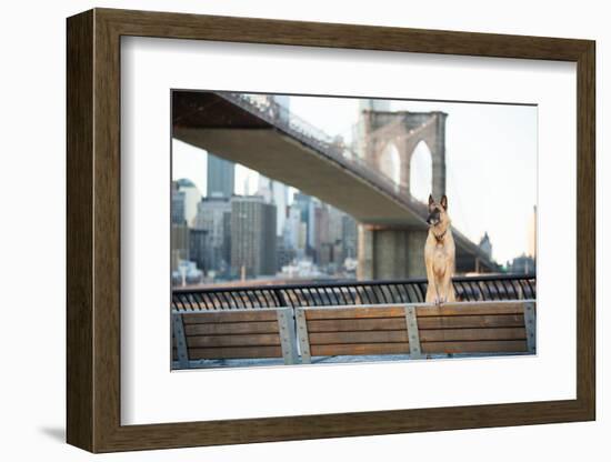 Dog Standing in Front of Brooklyn Bridge and NYC Skyline Horizontal-The Dog Photographer-Framed Photographic Print