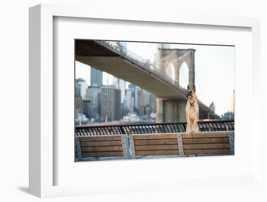 Dog Standing in Front of Brooklyn Bridge and NYC Skyline Horizontal-The Dog Photographer-Framed Photographic Print