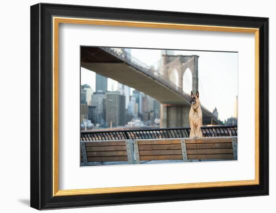 Dog Standing in Front of Brooklyn Bridge and NYC Skyline Horizontal-The Dog Photographer-Framed Photographic Print