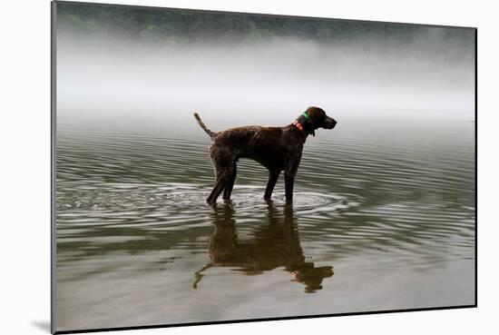 Dog Stands In A Lake On A Foggy Morning-Hannah Dewey-Mounted Photographic Print