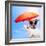 Dog Sunbathing On A Deck Chair-Javier Brosch-Framed Photographic Print