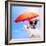 Dog Sunbathing On A Deck Chair-Javier Brosch-Framed Photographic Print