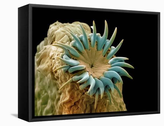 Dog Tapeworm Head, SEM-Steve Gschmeissner-Framed Premier Image Canvas