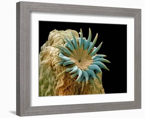 Dog Tapeworm Head, SEM-Steve Gschmeissner-Framed Photographic Print