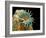 Dog Tapeworm Head, SEM-Steve Gschmeissner-Framed Photographic Print