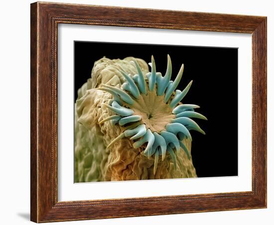 Dog Tapeworm Head, SEM-Steve Gschmeissner-Framed Photographic Print