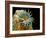 Dog Tapeworm Head, SEM-Steve Gschmeissner-Framed Photographic Print