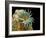 Dog Tapeworm Head, SEM-Steve Gschmeissner-Framed Photographic Print