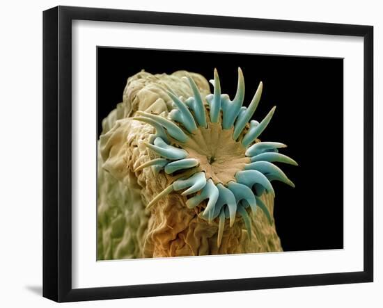 Dog Tapeworm Head, SEM-Steve Gschmeissner-Framed Photographic Print