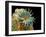 Dog Tapeworm Head, SEM-Steve Gschmeissner-Framed Photographic Print