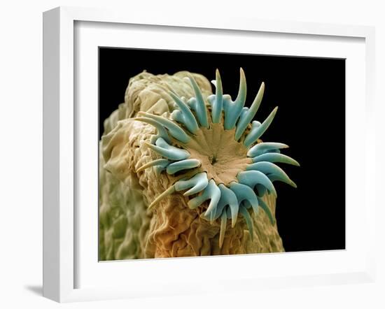 Dog Tapeworm Head, SEM-Steve Gschmeissner-Framed Photographic Print