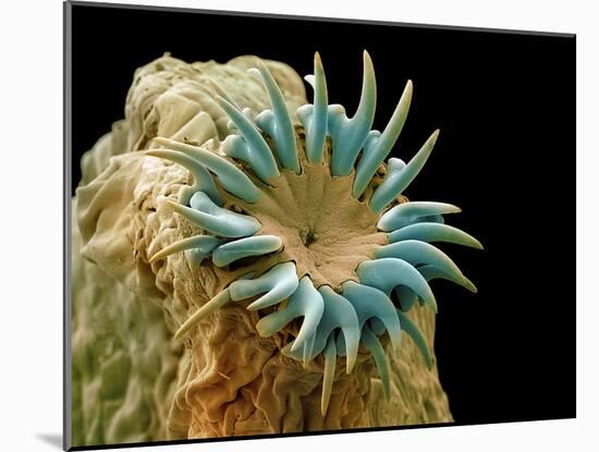 Dog Tapeworm Head, SEM-Steve Gschmeissner-Mounted Photographic Print