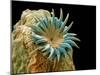 Dog Tapeworm Head, SEM-Steve Gschmeissner-Mounted Photographic Print