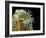 Dog Tapeworm Head, SEM-Steve Gschmeissner-Framed Photographic Print