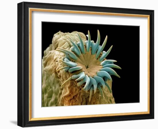 Dog Tapeworm Head, SEM-Steve Gschmeissner-Framed Photographic Print