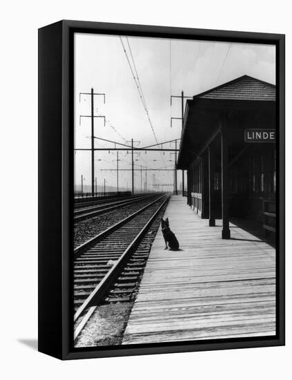 Dog Waiting at Empty Railroad Platform-null-Framed Premier Image Canvas