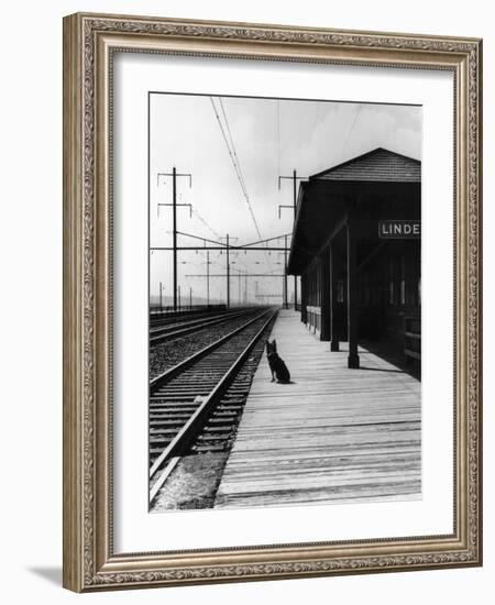 Dog Waiting at Empty Railroad Platform-null-Framed Photographic Print