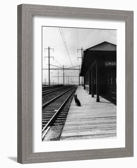 Dog Waiting at Empty Railroad Platform-null-Framed Photographic Print