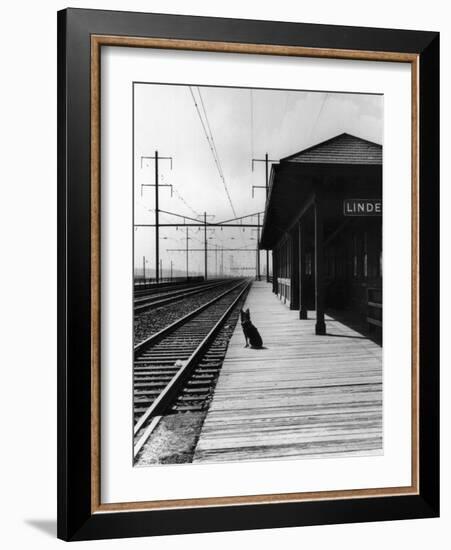 Dog Waiting at Empty Railroad Platform-null-Framed Photographic Print