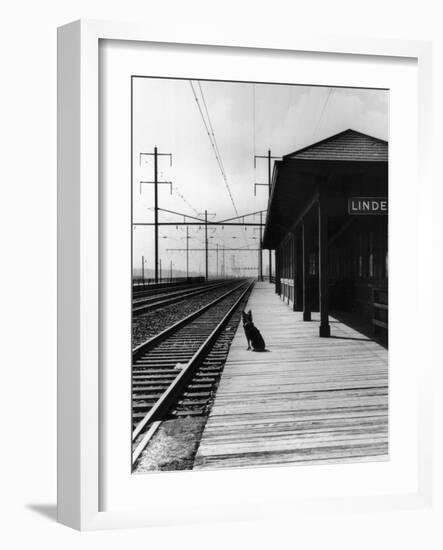 Dog Waiting at Empty Railroad Platform-null-Framed Photographic Print