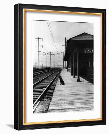 Dog Waiting at Empty Railroad Platform-null-Framed Photographic Print