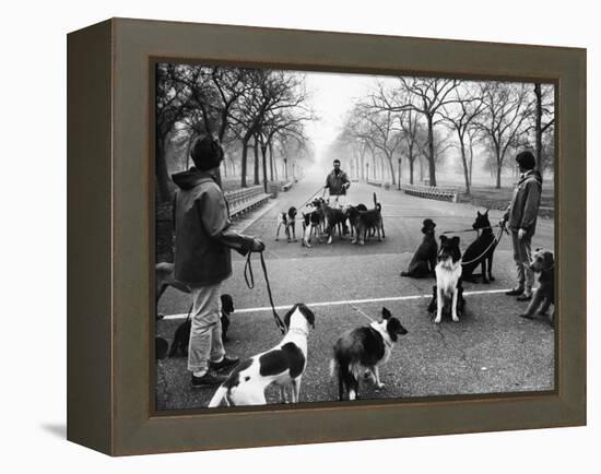 Dog Walkers in Central Park-Alfred Eisenstaedt-Framed Premier Image Canvas