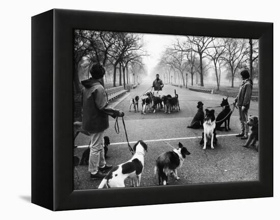 Dog Walkers in Central Park-Alfred Eisenstaedt-Framed Premier Image Canvas