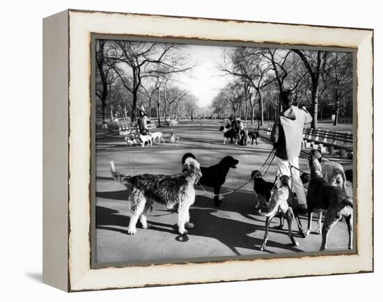 Dog Walkers in Central Park-Alfred Eisenstaedt-Framed Premier Image Canvas