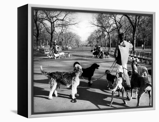 Dog Walkers in Central Park-Alfred Eisenstaedt-Framed Premier Image Canvas