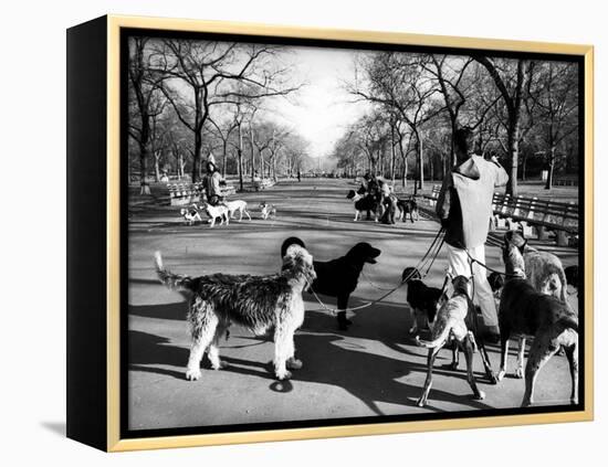 Dog Walkers in Central Park-Alfred Eisenstaedt-Framed Premier Image Canvas
