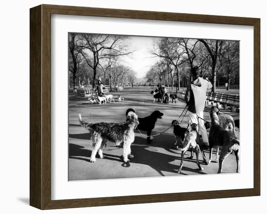 Dog Walkers in Central Park-Alfred Eisenstaedt-Framed Photographic Print