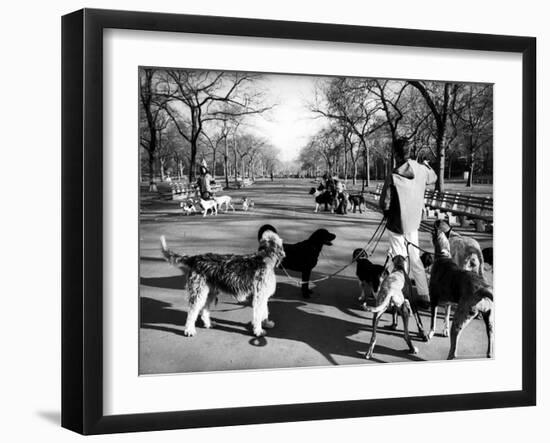 Dog Walkers in Central Park-Alfred Eisenstaedt-Framed Photographic Print