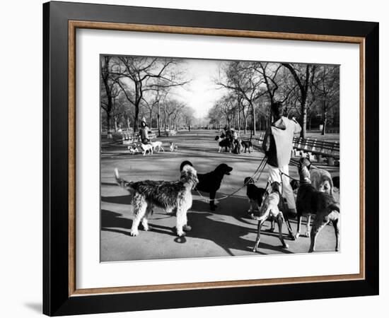 Dog Walkers in Central Park-Alfred Eisenstaedt-Framed Photographic Print