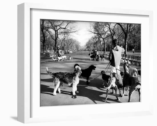 Dog Walkers in Central Park-Alfred Eisenstaedt-Framed Photographic Print