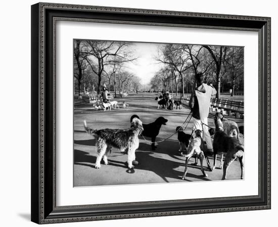 Dog Walkers in Central Park-Alfred Eisenstaedt-Framed Photographic Print