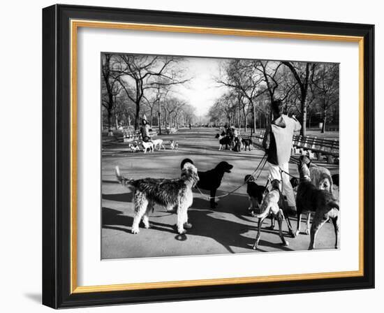 Dog Walkers in Central Park-Alfred Eisenstaedt-Framed Photographic Print